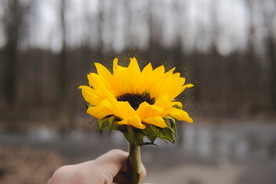 向日葵特写花卉