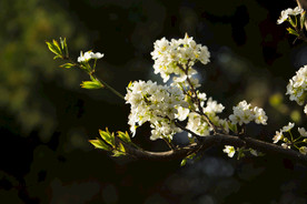 李子花