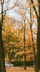 森林树木落叶风景