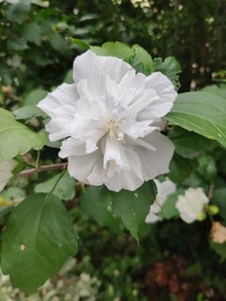 木槿花