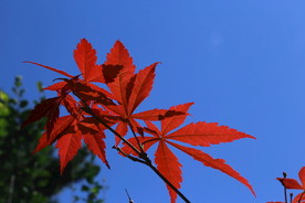 红枫