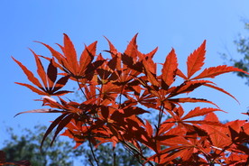 红枫