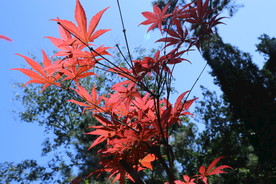 红枫