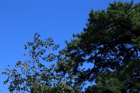 香山公园风景