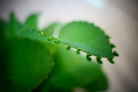 落地生根