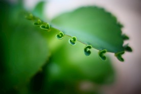 落地生根