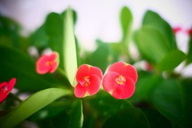 虎刺梅