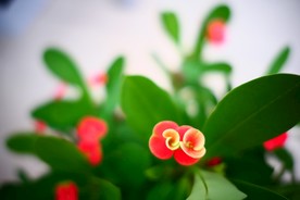 虎刺梅