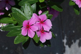 长春花