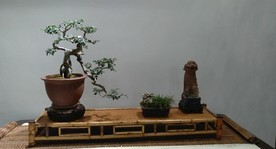 盆景