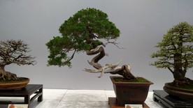 盆景