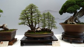 盆景