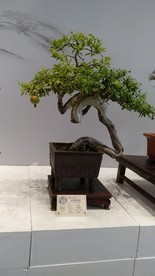 盆景