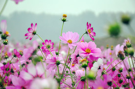 格桑花