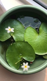 一页莲