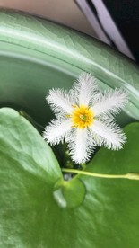 一页莲 莲花 碗莲 莲