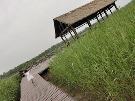 湿地植物