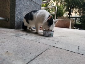 吃罐头的小野猫