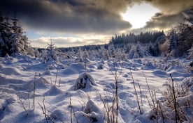 森林雪地草地冬天阳光