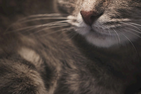 猫咪特写