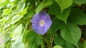 牵牛花