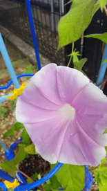 牵牛花