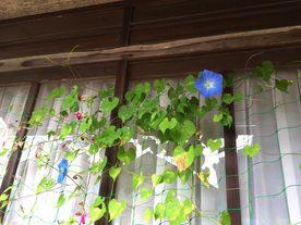 牵牛花