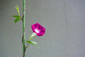 牵牛花