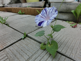 牵牛花
