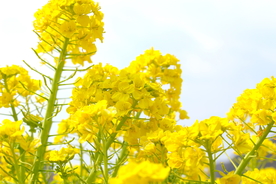 菜籽花
