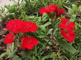 红色石竹花