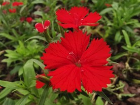 红色石竹花