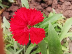 石竹花