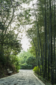 竹林小路