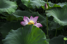 莲花池