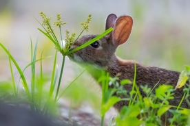 野外兔子草地野生动物