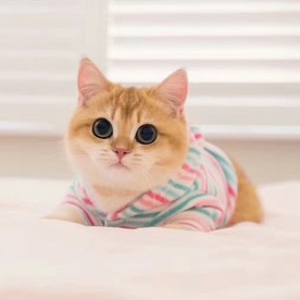 小猫咪