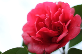 山茶花
