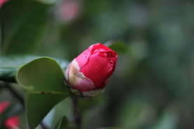 山茶花