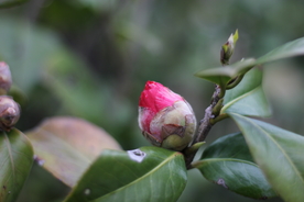 山茶花