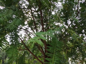 杉木