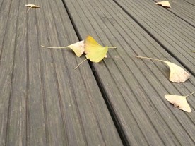 银杏 叶 银杏叶 黄色银杏叶