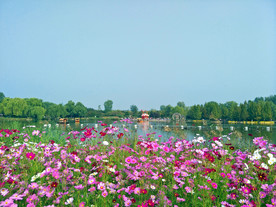 格桑花