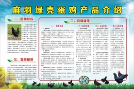 麻羽绿壳蛋鸡产品介绍