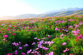 波斯菊