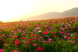 波斯菊