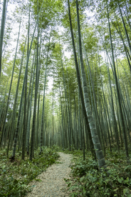 竹林小路