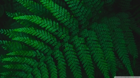 绿色树叶植物树枝背景