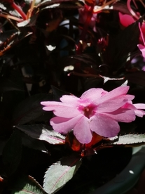 花 春天 粉色