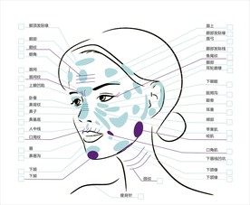 微整形面部结构图